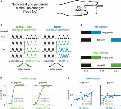 Temporally Local Tactile Codes Can Be Stored in Working Memory